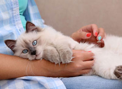 Person holding white cat with blue eyes