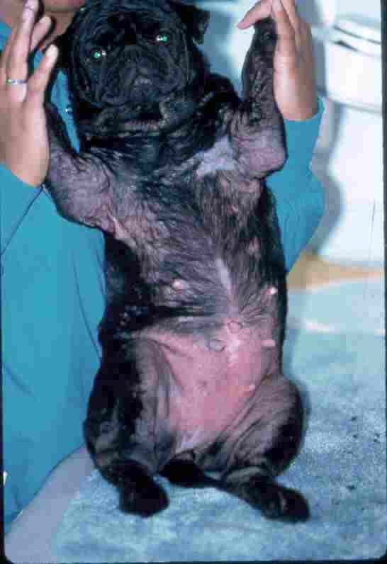 Atopic dermatitis on Pug